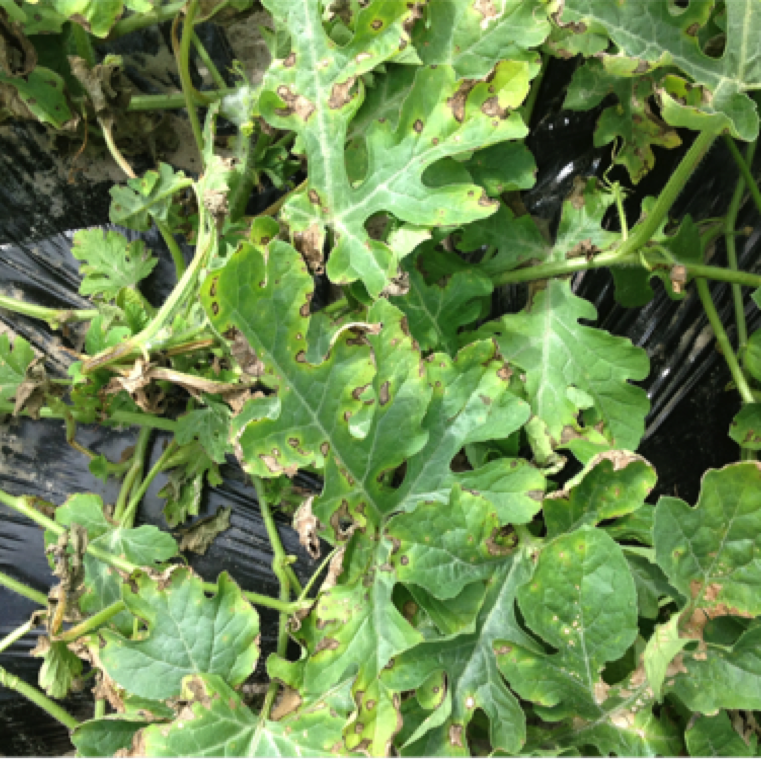 Cool and wet weather conditions especially during early spring and late fall favor occurrence of bacterial leaf spot. The disease can cause delayed maturity of fruits due the impact on transplants.