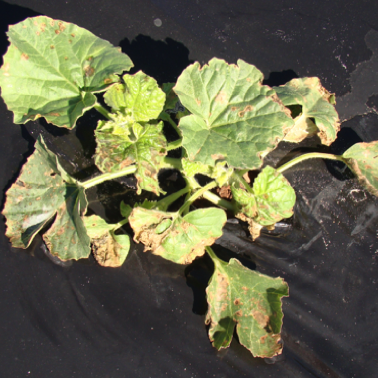 In severe cases the disease causes major leaf damage and complete loss of transplants especially during early stages of growth on cantaloupe, cucumber, squash and watermelon.