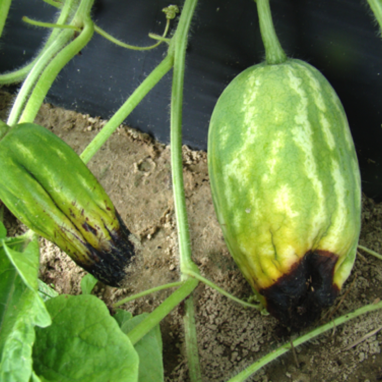 Blossom end rot symptoms start as water-soaked regions near the blossom end of the fruit in all cucurbits. The affected areas darkens in a widening circle a seen on watermelon here.