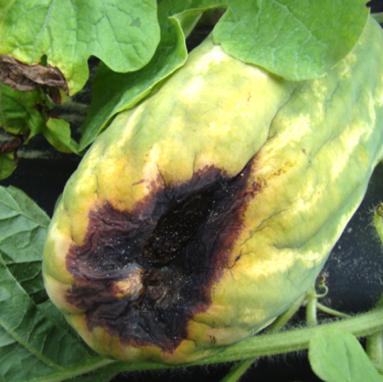The affected tissue becomes dark and sunken and have a dry leathery appearance, and the fruits turn yellow. In case of watermelon this symptom will be similar for natural abortion of the fruit also.