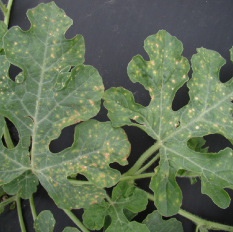 Cercospora leaf spot is initially seen as small circular, yellow spots on older leaves. The size and the number of spots can increase severely at later stages of the disease.