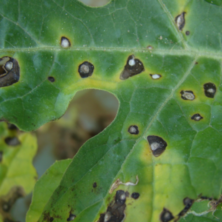 The center of the lesions dry out and has a white appearance. The lesions may coalesce to form blighted areas on the leaves. Systemic yellowing may follow.