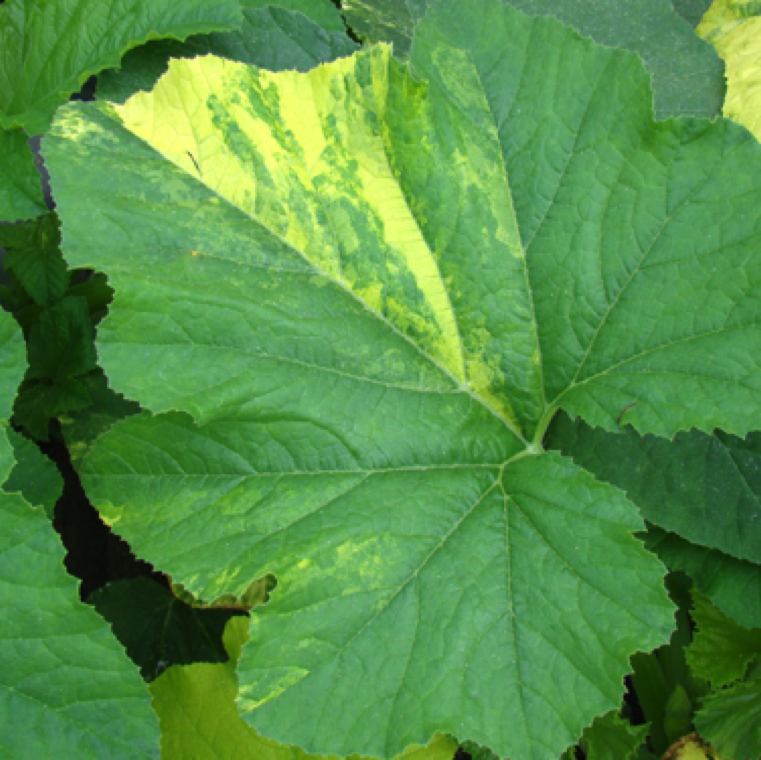 Irregular patches of yellow tissue on leaves in a clear indication of chimera, a genetic disorder.