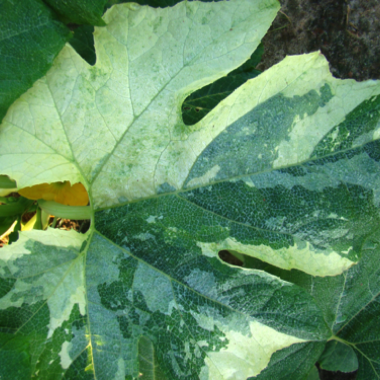 The irregular patches can be white in color also as seen in squash in this picture.
