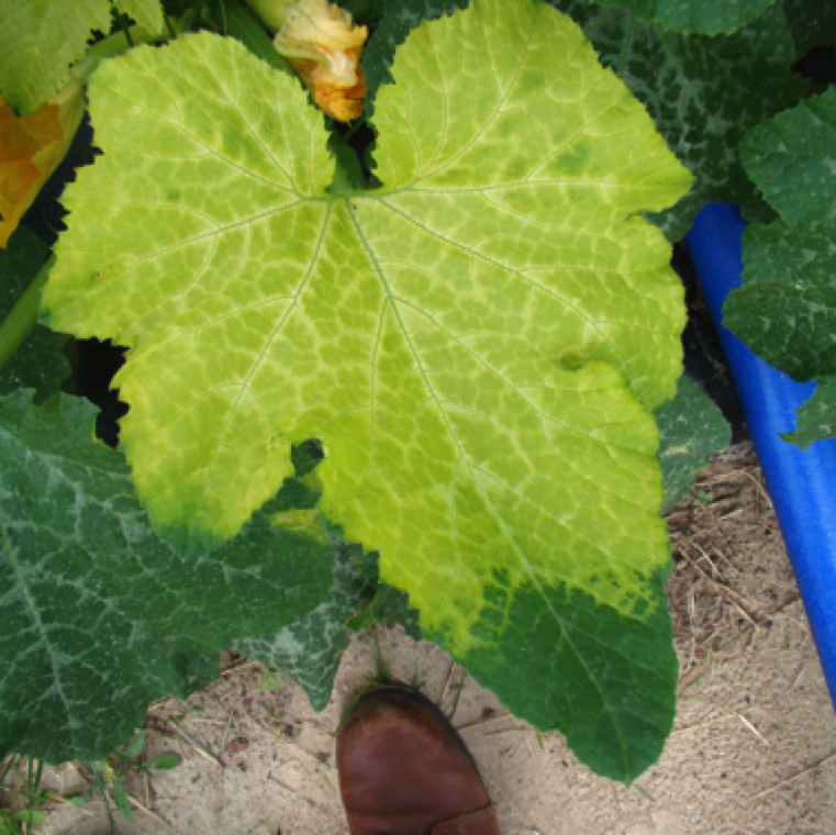 Entire bleaching of the leaves is another symptom with only the tip with green color as seen in squash.