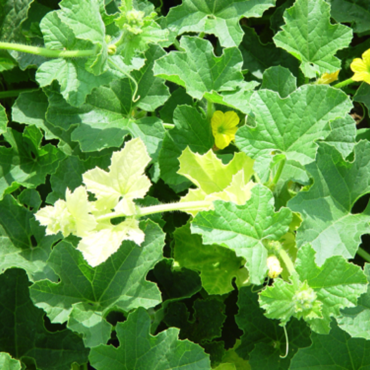 Bleaching of many leaves and growing sections on cucurbits can also been seen.
