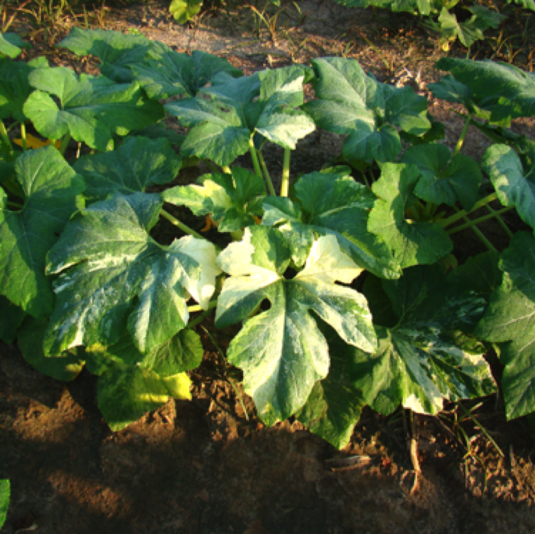 Bleached appearance of leaves of a squash plant caused by chimera. Chimera usually occurs only on a few plants.