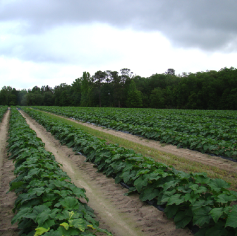A view of a squash field with a few plants in the entire field with chimera (check bottom left).