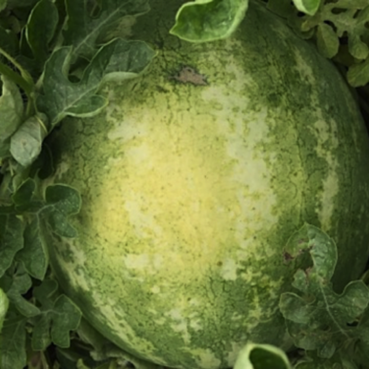 Chorothalonil based fungicides can cause rind burn on the upper side of mature watermelon fruit before harvest (typically indicated in the product label as do not use starting 21 days before harvest).