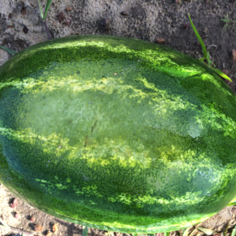 A light green and large discolored patch on upper side of watermelon fruit. The symptoms are typically seen on fruits not fully covered by leaves.