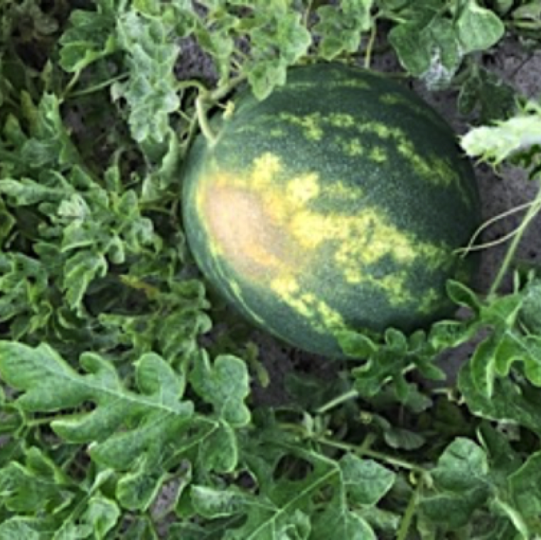 Burning and yellowing of the rind of mature watermelons sprayed with chlorothalonil. Exposed fruits tends to be more at risk to the damage and hence careful use of the fungicide is critical.