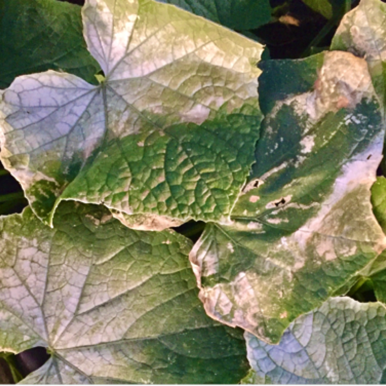 Cucurbits are highly sensitive to cold injury. Symptoms can vary depending upon the low temperature range and extend of a low temperature.