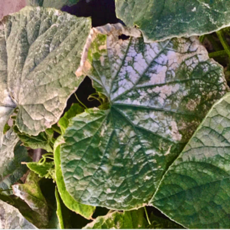 In a single night of temperatures dropping to 35 F on cucumbers in North Florida, leaves exhibited white bleached sections through a vast section and through most of the leaves.