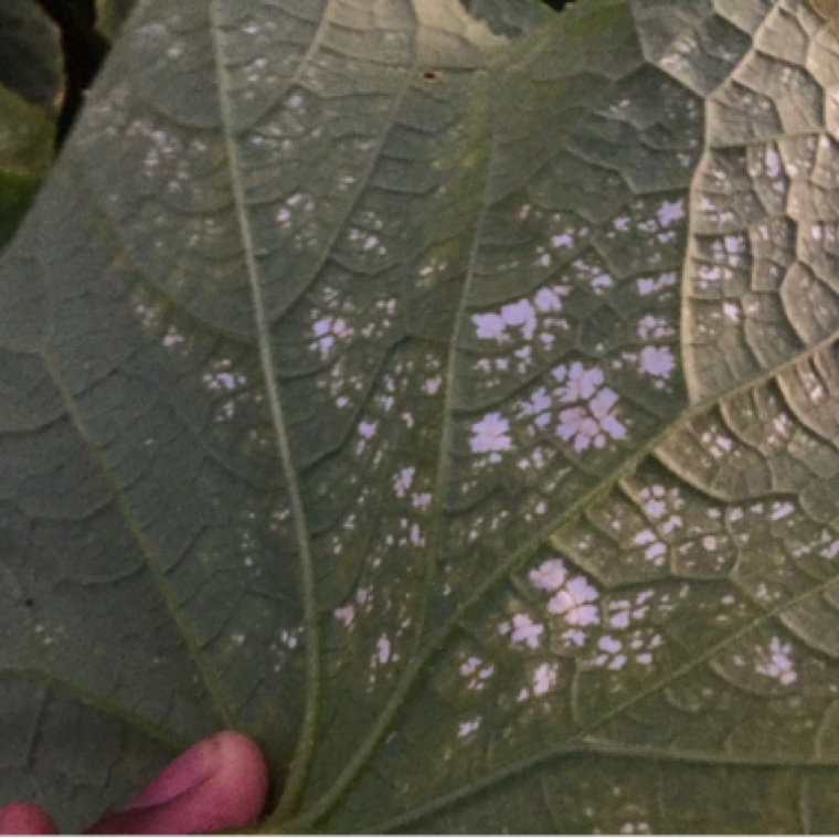 Depending on the severity of impact, the underside of the leaves may also show white blotches, and can be found mostly uniformly.