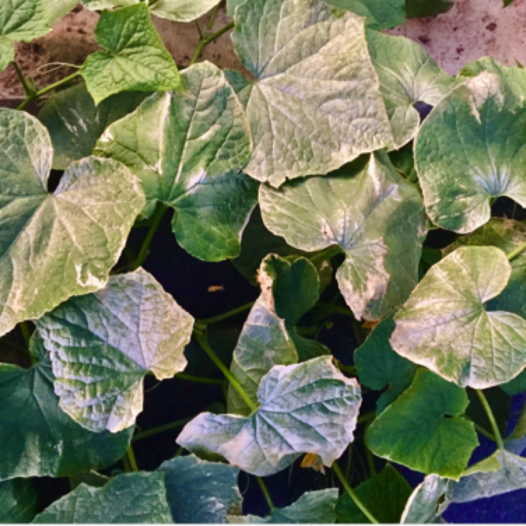 Field showing uniform symptom appearance in all leaves. While this case is an impact of a short window of cold temperatures, long duration of cold snaps may have much more drastic impacts.