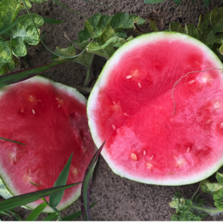 The flesh in case of watermelon may show internal discoloration which shows as yellows or white and these fruits are unmarketable. Fruits may also be misshapen in appearance.