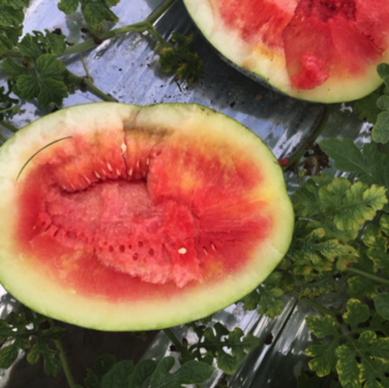 The fruits may also rot internally as seen in this case at the margin of the rind and the flesh. Watermelon produced in spring and fall seasons in Florida can be highly affected by the disease.