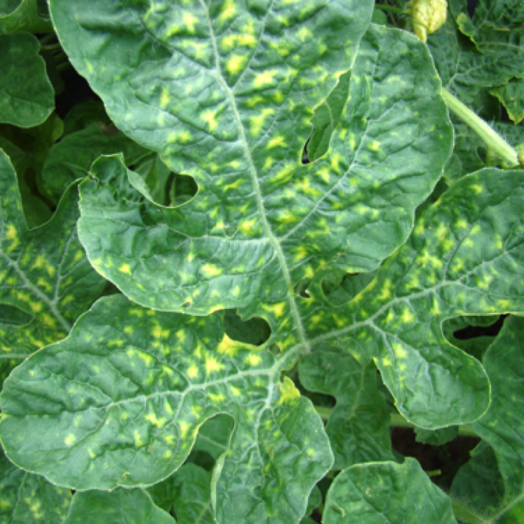 The yellow mark pattern is quite unique in case of CuLCrV and in the initial stages are noticed in between the veins. These symptoms are caused by heavy whitefly feeding and transmission of the virus.