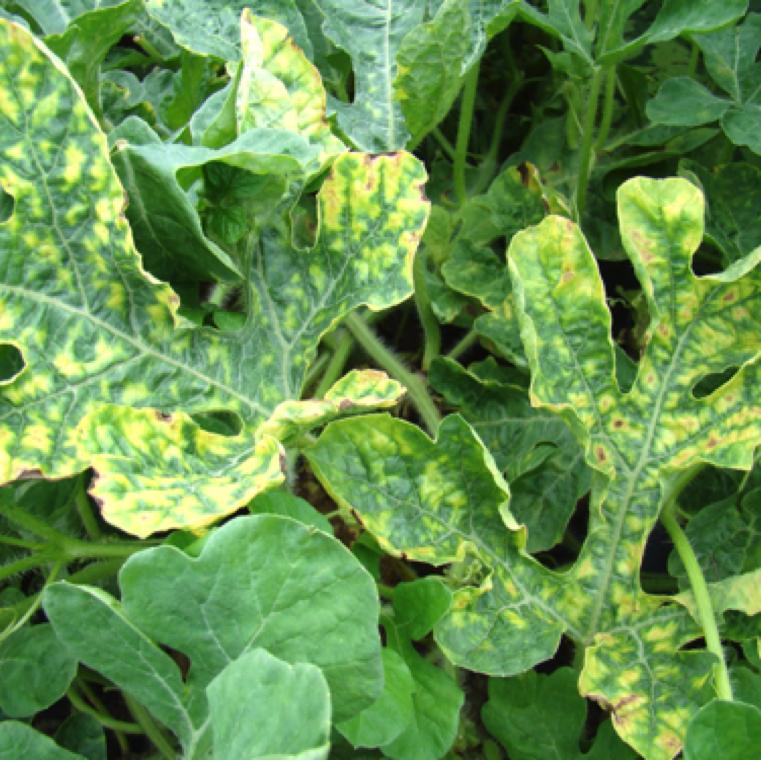 At advanced stage of the disease, yellowing of the leaves along the margin can be noticed. The disease is common in areas with poor whitefly management in cucurbits or nearby crops or previous crops.