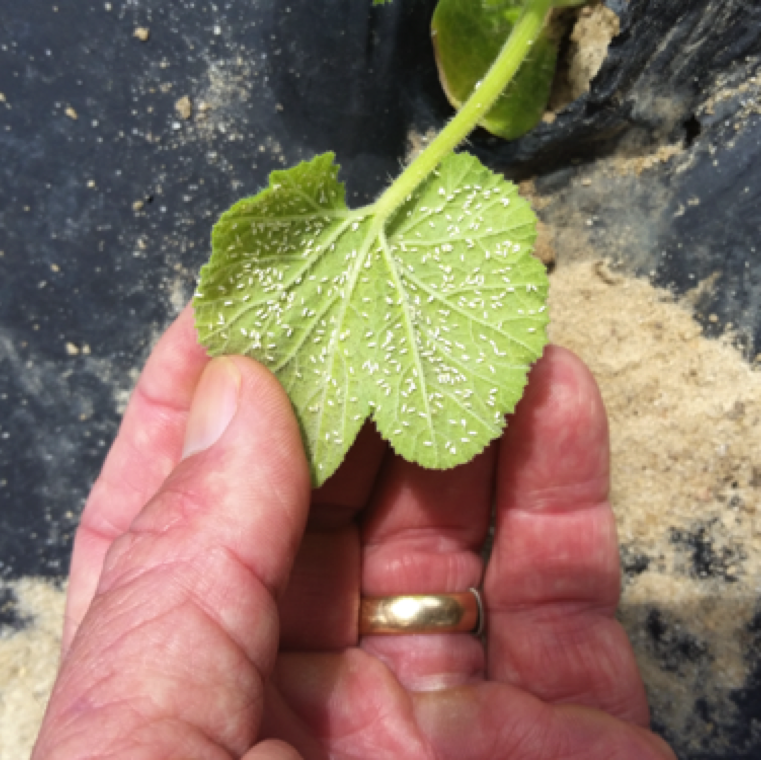 Whiteflies carry the virus and transmit the disease. Monitoring and management of whiteflies is critical in virus management during the growing season and subsequent season.