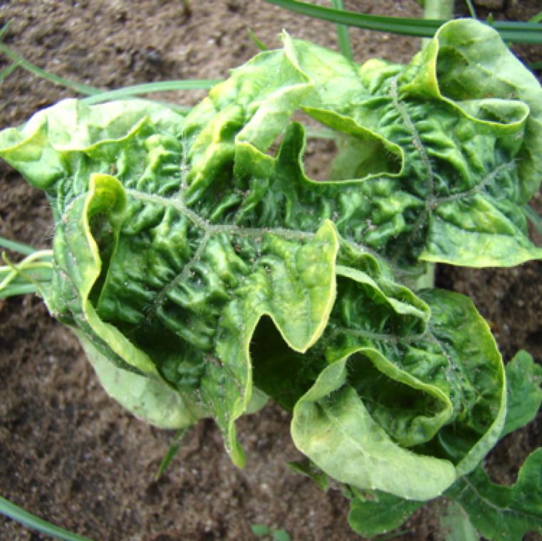 The leaves may develop unusual twisting combined with thickening, crumpling and yellowing as seen in this leaf in a field with very high infection of cucurbit leaf crumple virus.