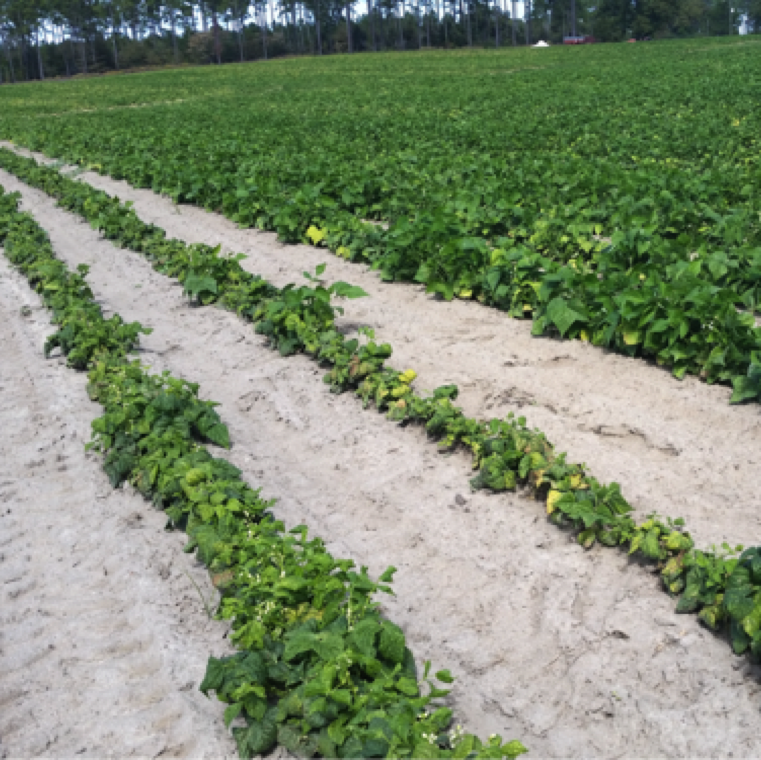 The disease can also cause major plant damage in beans with severe stunting, yellowing, and crumpling of leaves as seen in the field with a section of affected plants.