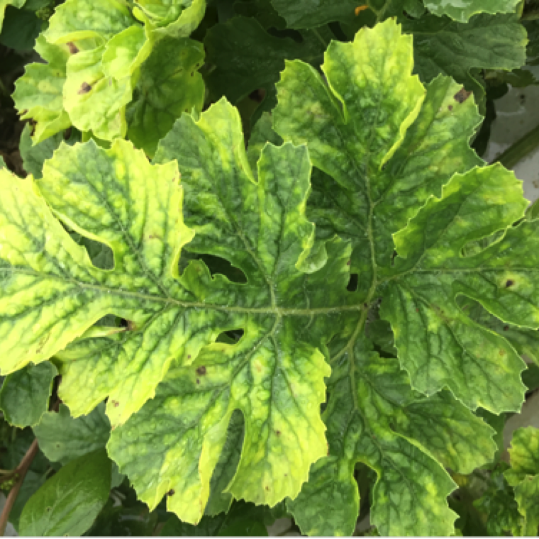 The disease shows yellowing of leaves and veins maintain green color. The symptom can be easily confused by symptoms of other diseases caused by other viruses.