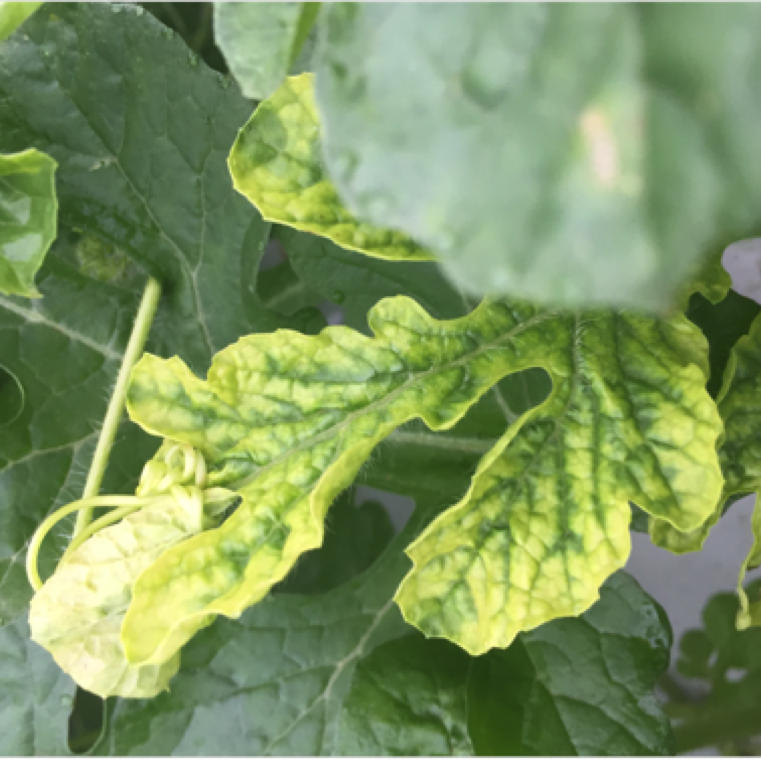 The plants may show severe stunting. Fruits may show internal discoloration and hence non-marketable. Spring and fall watermelon crops in Florida can be highly affected by the disease.