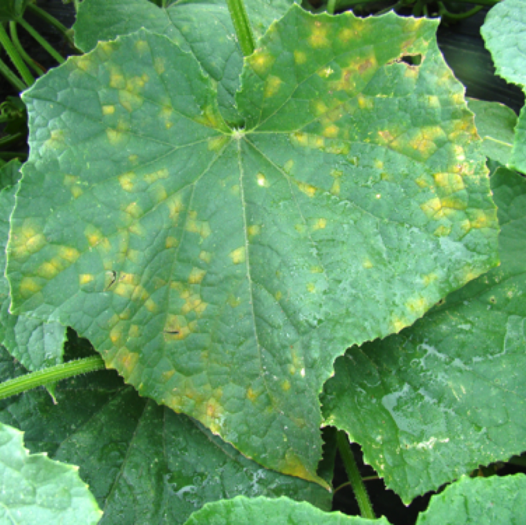 Downy mildew is almost exclusively a foliar leaf spot problem of cucurbits. The oomycete pathogen is an obligate parasite that requires a host to survive during harsh winter months.