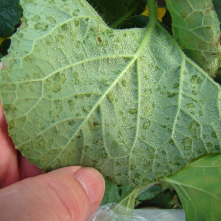 Downy mildew lesions with water-soaked  appearance on the underside of the leaves. The yellow spots starts changing to necrotic spots as the infection gets severe as seen here on cucumber.