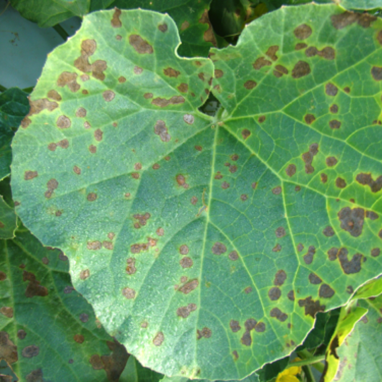 The yellow spots starts changing to necrotic spots as the infection gets severe as seen here on cantaloupe. Large sections of necrotic area develop on the regions with yellow spots.