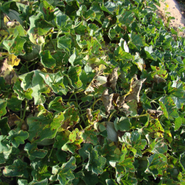 The yellow spots starts changing to necrotic spots as the infection gets severe as seen here on cantaloupe. The disease can cause major yield losses in cucurbit production.