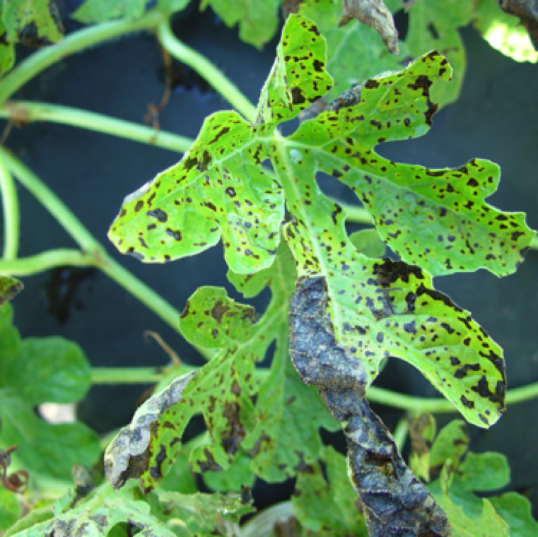 Downy mildew symptoms on watermelon tends to be distinct compared to other cucurbits. The symptom start as small yellow spots that becomes dark necrotic.