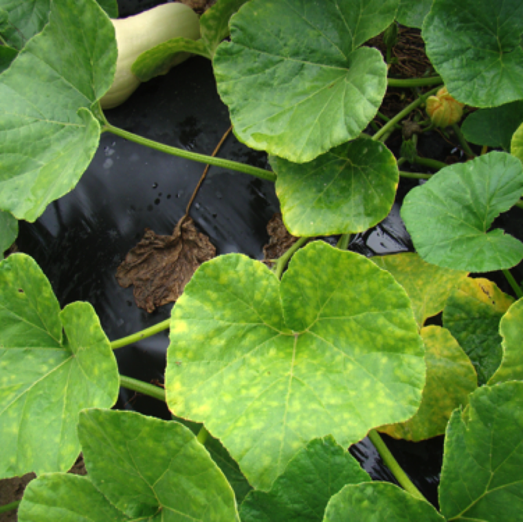 Leaf spots vary in appearance between cucurbit species and within cucurbit species. Leaf lesions are initially yellow and irregular as seen here on butternut squash.