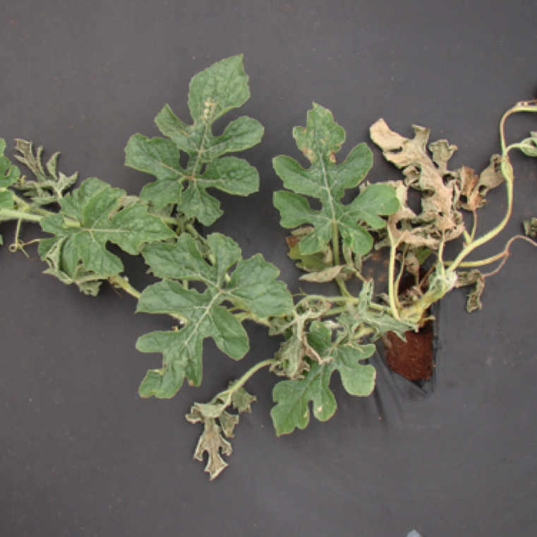 Síntomas de marchitamiento por Fusarium incluyen el colapso de plántulas altamente infectadas o marchitamiento en plantas más maduras. El marchitamiento empieza de forma unilateral.