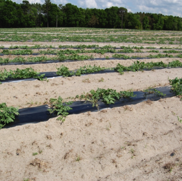Plantas estancadas y con crecimiento esporádico resultan en una cubierta de suelo pobre en un campo de sandía infectado por marchitamiento vascular en Florida.