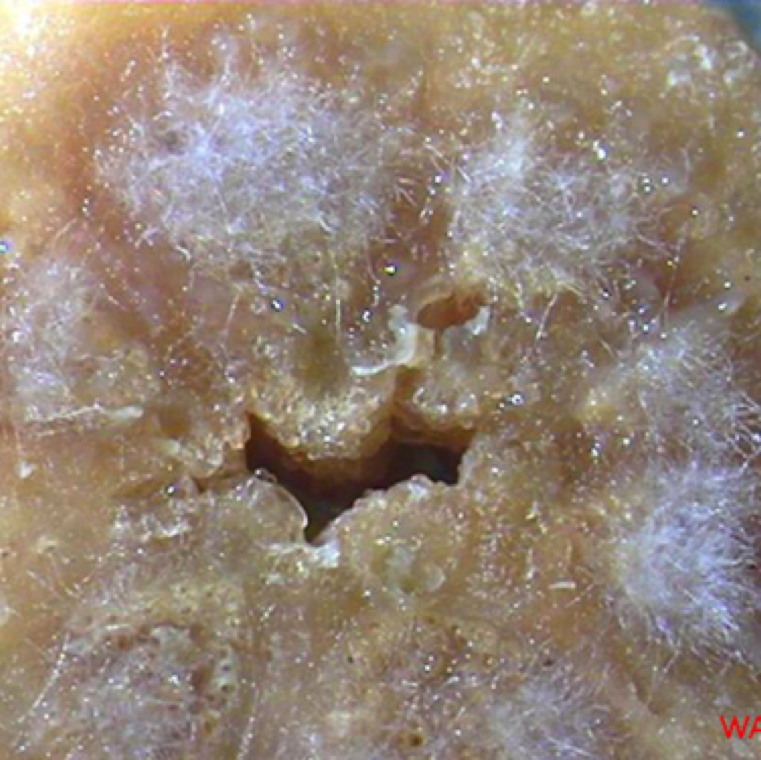 Cortes transversales de tallo de sandía pueden ser sembrados sobre medio con agar para comprobar crecimiento del patógeno. Esto indica el crecimiento del hongo a partir del sistema vascular.