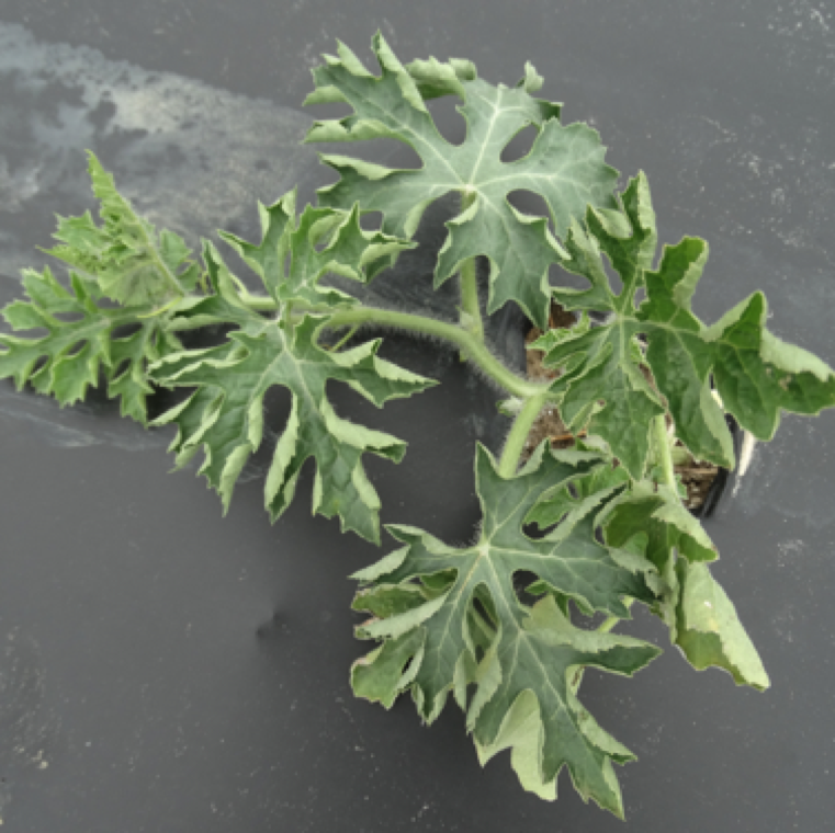 In the pathogen population is in high numbers in the soil and cool weather conditions, symptoms of wilting can show within a short period of a week to 2 weeks after transplanting.