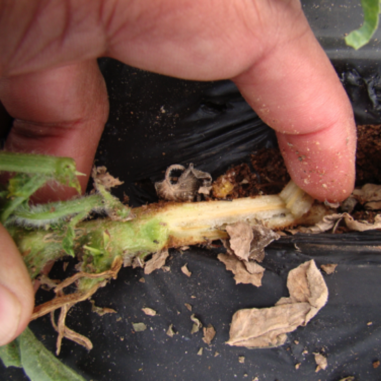 Vascular discoloration of the stem at the base of the plant is a characteristic symptom of Fusarium wilt. However other soil-borne vascular pathogens can also cause this symptom.