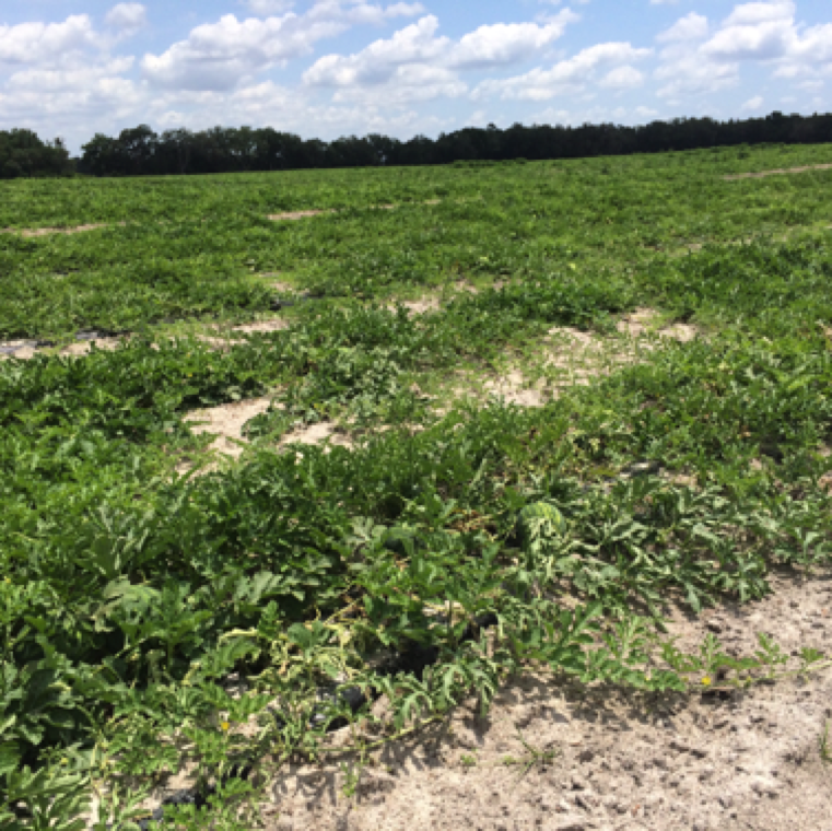 Under cool conditions and the presence of the pathogen in the soil, Fusarium wilt can cause wilting of plants, but tends to be randomly present or in certain sections of the field than the entire field.