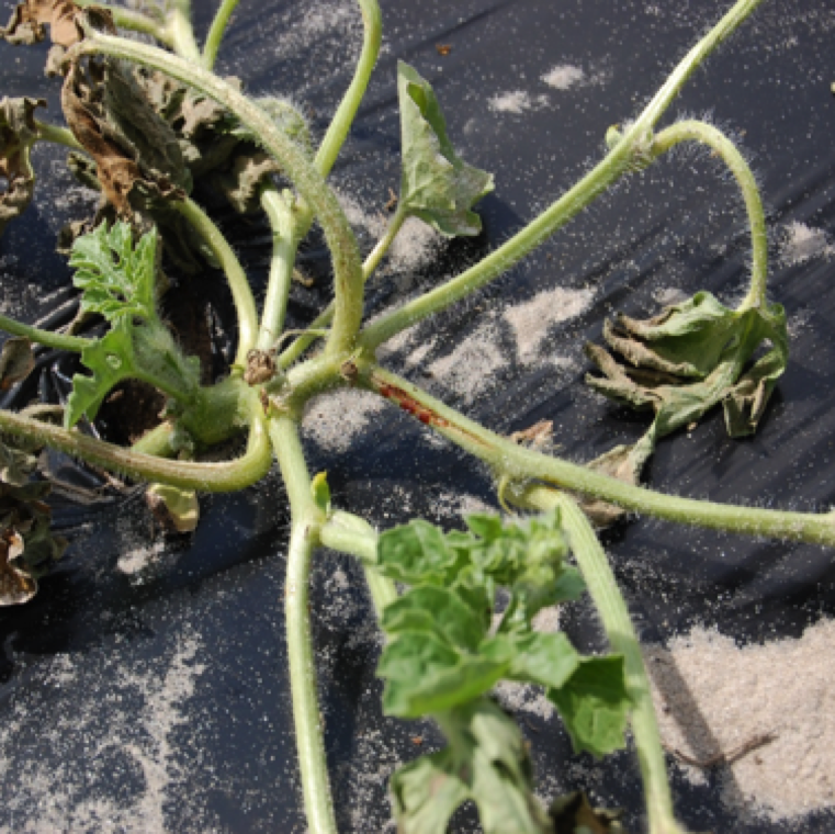 Sometimes, gummosis can be observed protruding from split stems of affected plants. This symptom is often observed when plants are infected with gummy stem blight.
