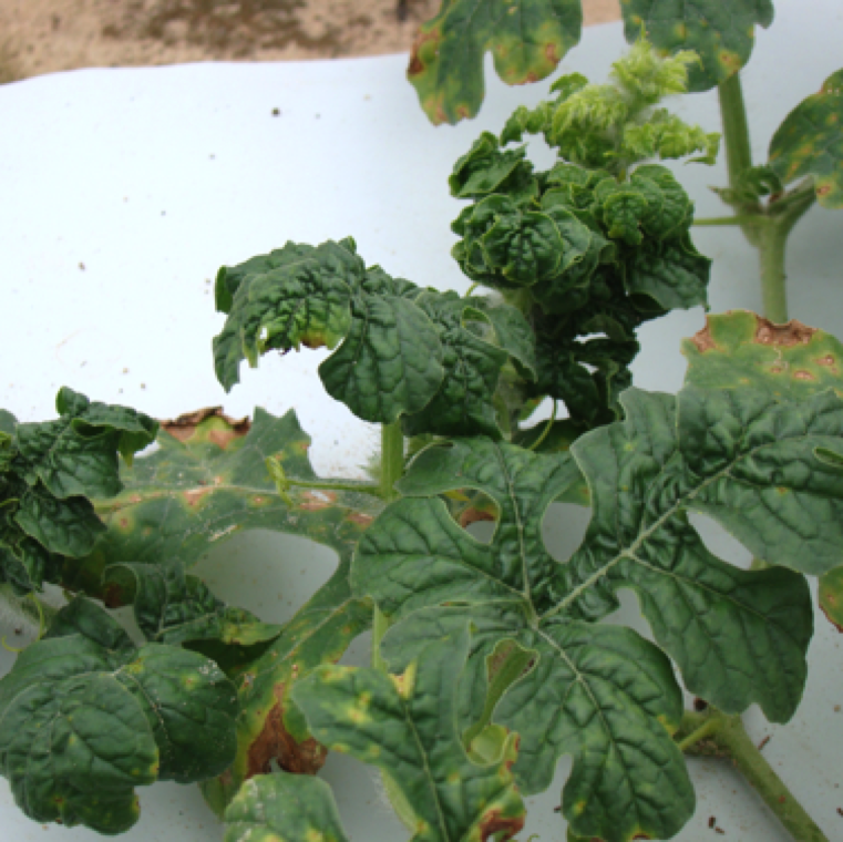 Crinkling of the leaves can be caused by the overdose of certain growth regulators or fungicides or use of non-labeled materials on cucurbits.