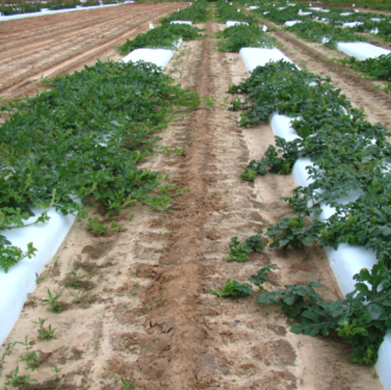 To the right is a plot with growth abnormality indicated by excessive green color foliage and to the left is a healthy watermelon foliage with normal green foliage color.