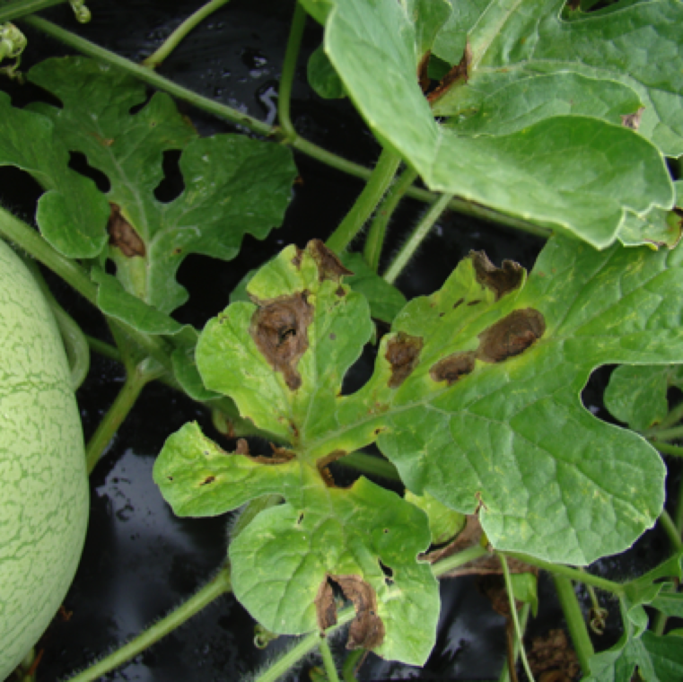 Gummy stem blight affects all cucurbits, but in Florida, it is seen more as issue in watermelon and cantaloupe. The disease can cause significant production losses during warm and wet conditions.