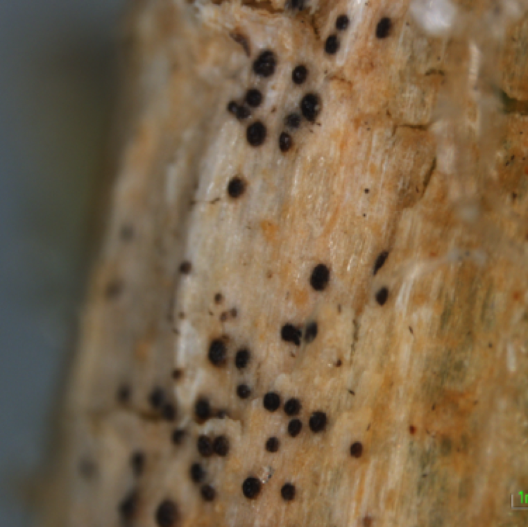 A close-up of black fruiting bodies on watermelon vine infected by gummy stem blight. This is characteristic of gummy stem blight diseases on all cucurbits.
