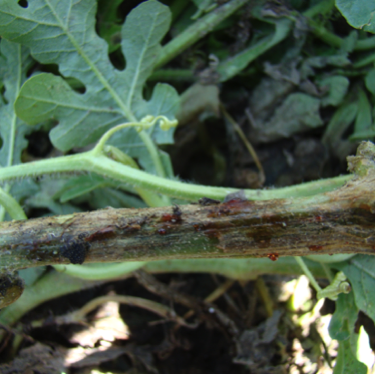 A red to amber gummy substance can exude from infected stem and vines. Anthracnose and inadequate soil liming can also cause the exudation of a gummy substance.