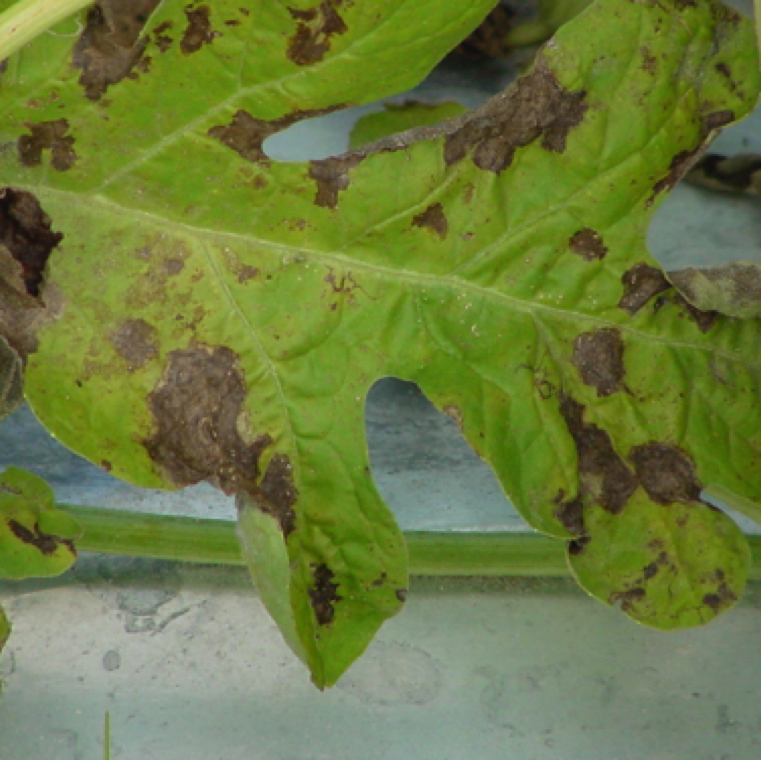 A leaf with severe infection of gummy stem blight with lesions primarily on margin of leaves. The leaves turn brittle and desiccate rapidly exposing fruits to sunburn.