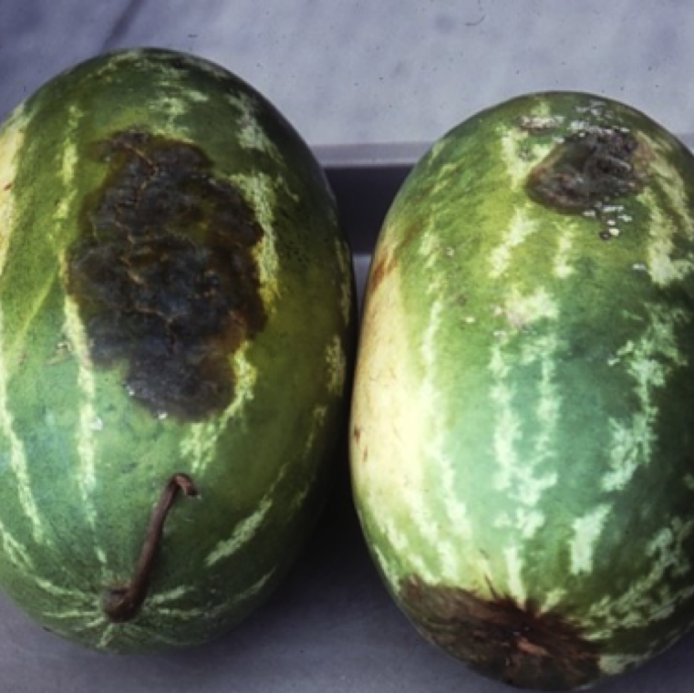 Fruit rot is only a problem if the vines are severely affected. Lesions on watermelon are first oval to circular and greasy green in color. These lesions can be depressed in the center.