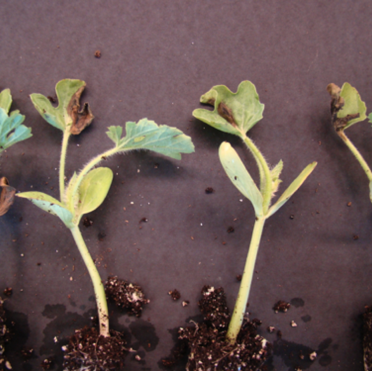 Transplant infection is common and can be due to use of contaminated seed or poor sanitation in the greenhouse. Light- to dark-brown necrotic spots and leaf yellowing are early symptoms.