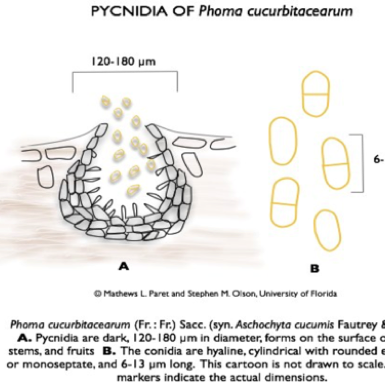 The fungus produces two spore stages, an asexually produced spore (pycnidia giving rise to conidia) and a sexually produced spore (perithecia giving rise to ascospores).